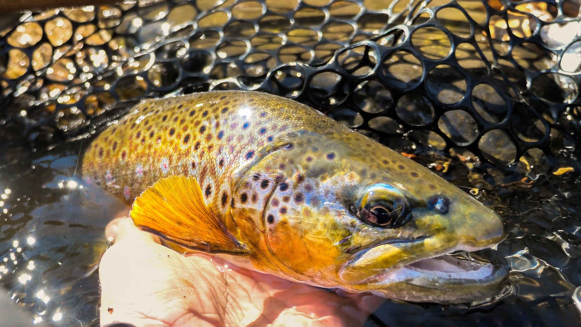 Fly Fishing Crystal Clear Water for BROWN TROUT!