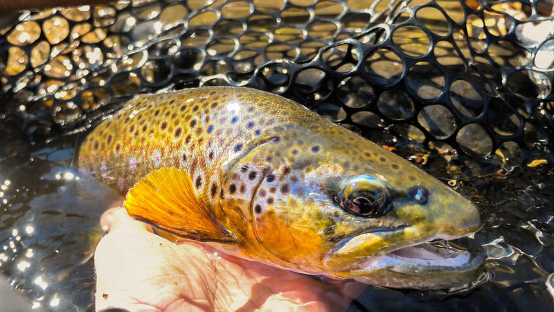 Fly Fishing Crystal Clear Water for BIG Trout! (North Georgia Pt 1