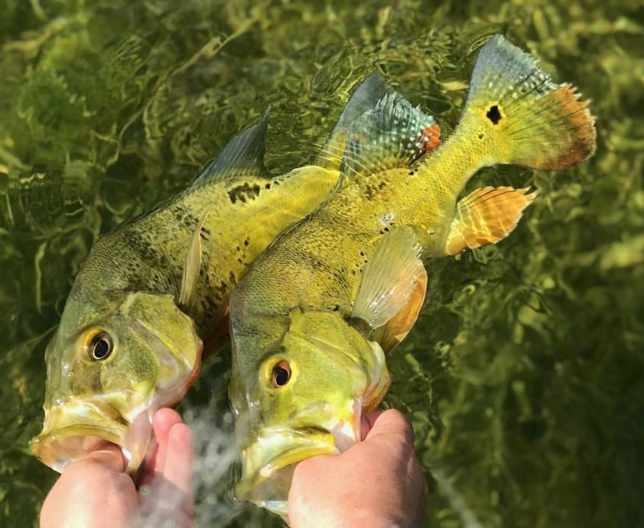 Peacock Bass - Where and How to Target Them!