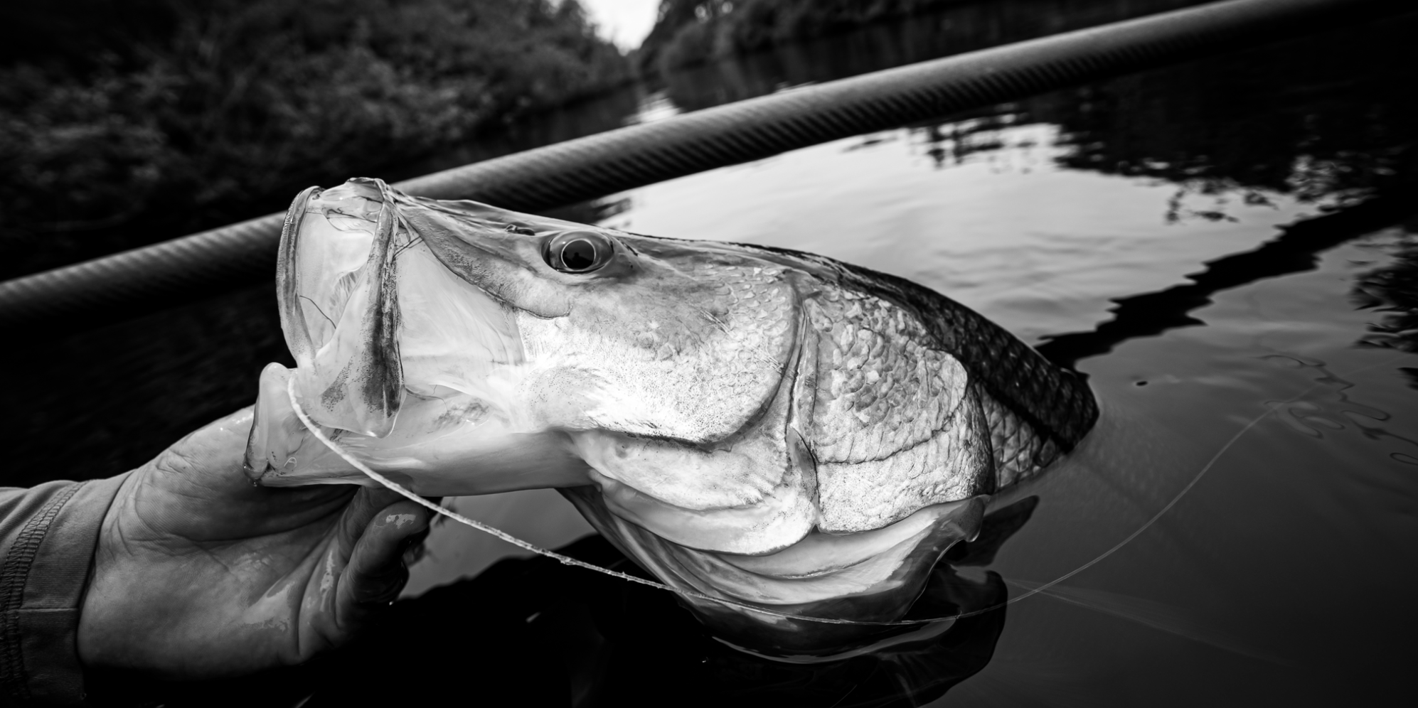 A Fish Story: The Power Of Snook